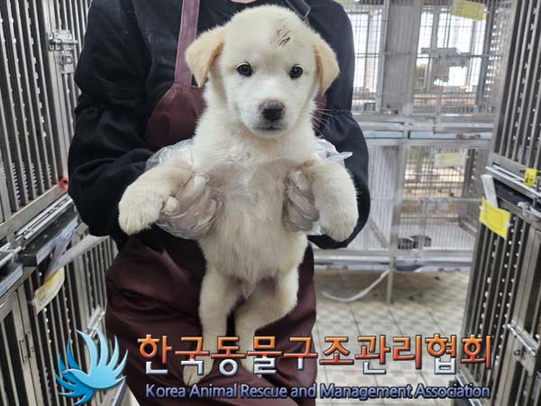 한국동물구조관리협회_441409202400856